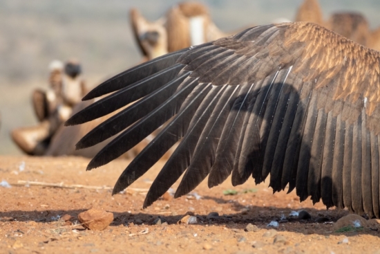 January 2026 Beginner Winner ( Theme "Breaking The Rules" ) : “Shadow Vulture?" by Valerie Hukalo
