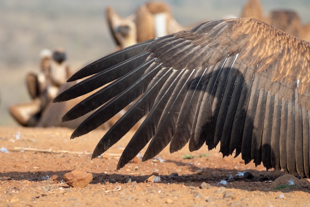 January 2026 Beginner Winner ( Theme "Breaking The Rules" ) : “Shadow Vulture?" by Valerie Hukalo