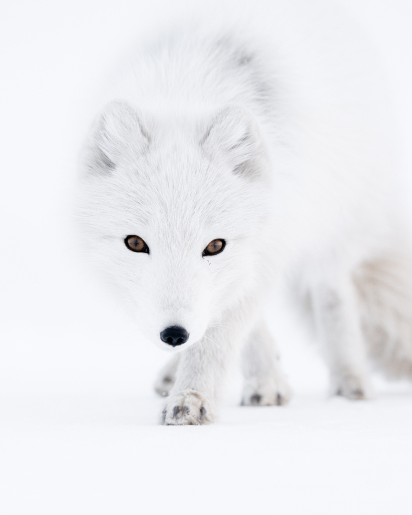 February 2026 Advanced Winner ( Theme "All Things White" ) : "The Stare" by Albert Michaud