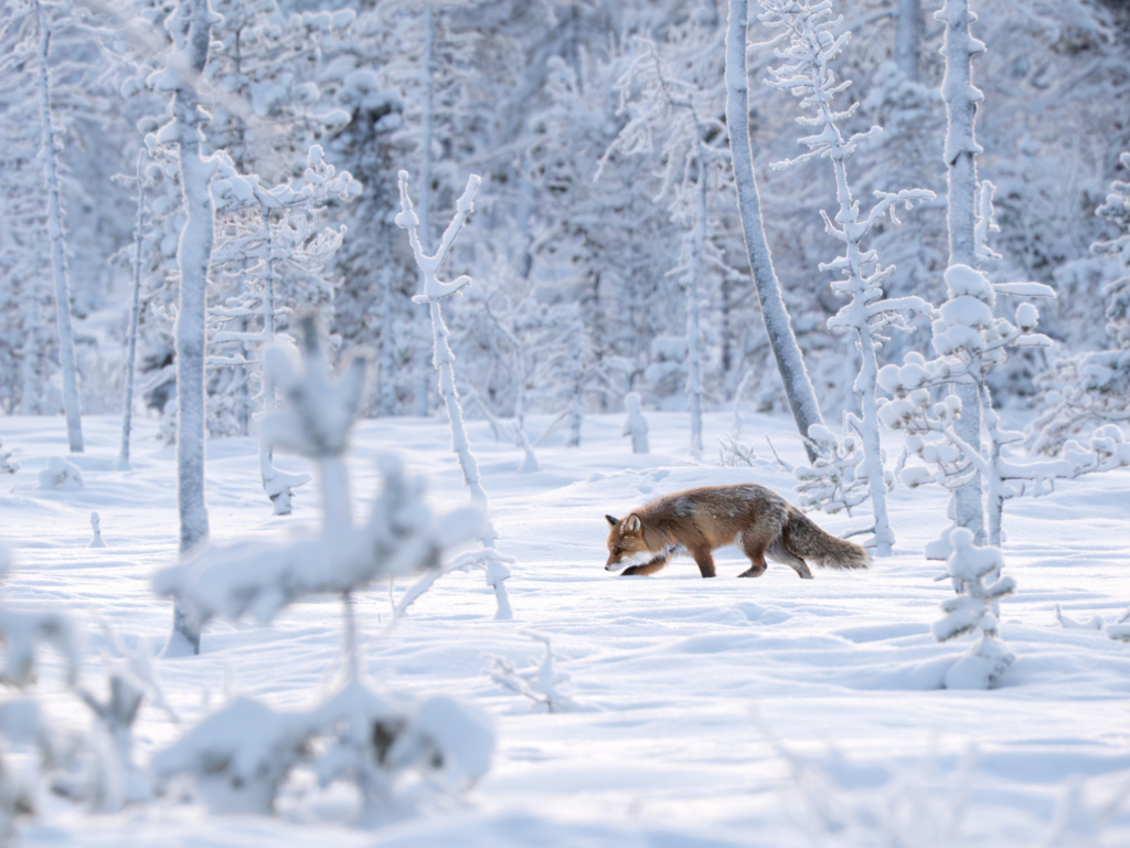 February 2026 Beginner Winner ( Theme "All Things White" ) : “Winter Fox" by Benjamin Le Prevost