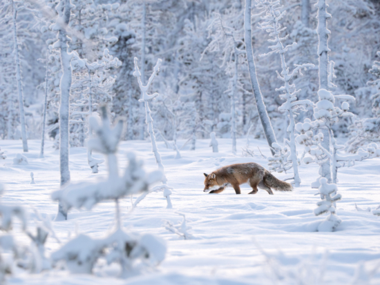 February 2026 Beginner Winner ( Theme "All Things White" ) : “Winter Fox" by Benjamin Le Prevost