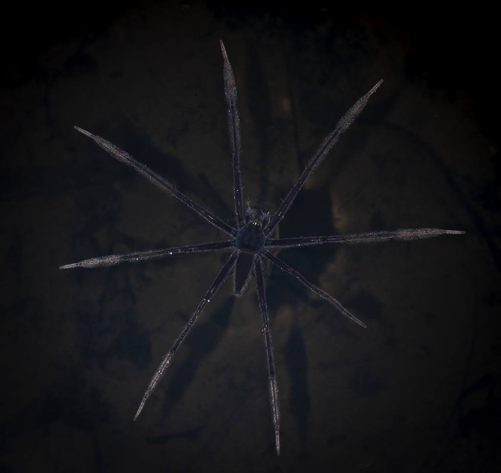March 2026 Intermediate Winner ( Theme "All Things Black" ) : “Fishing Spider" by Chuan Kwee Lim