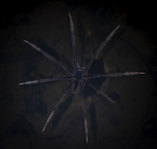 March 2026 Intermediate Winner ( Theme "All Things Black" ) : “Fishing Spider" by Chuan Kwee Lim