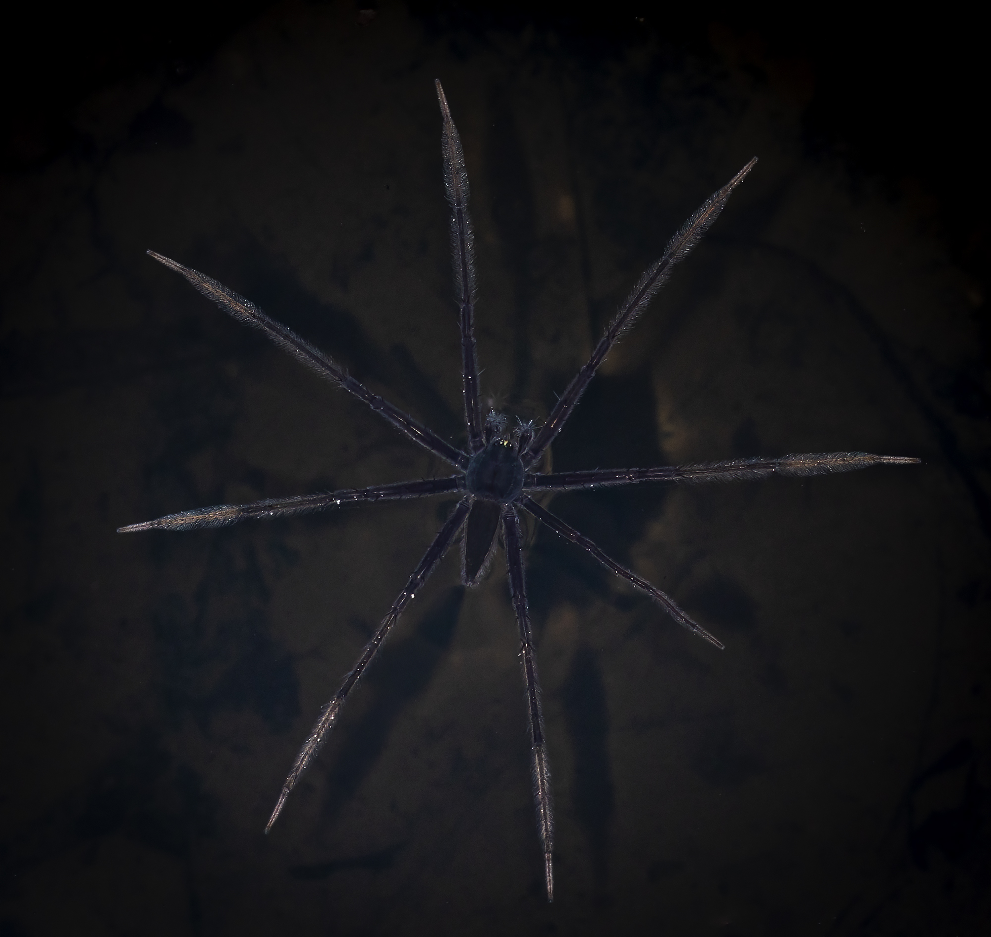 March 2026 Intermediate Winner ( Theme "All Things Black" ) : “Fishing Spider" by Chuan Kwee Lim