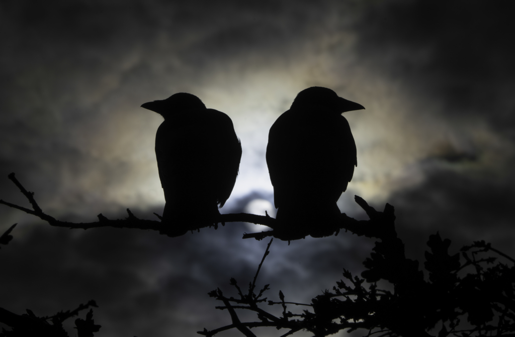 March 2026 Intermediate Winner ( Theme "All Things Black" ) : “Haunted Distance" by Jennifer Anderson