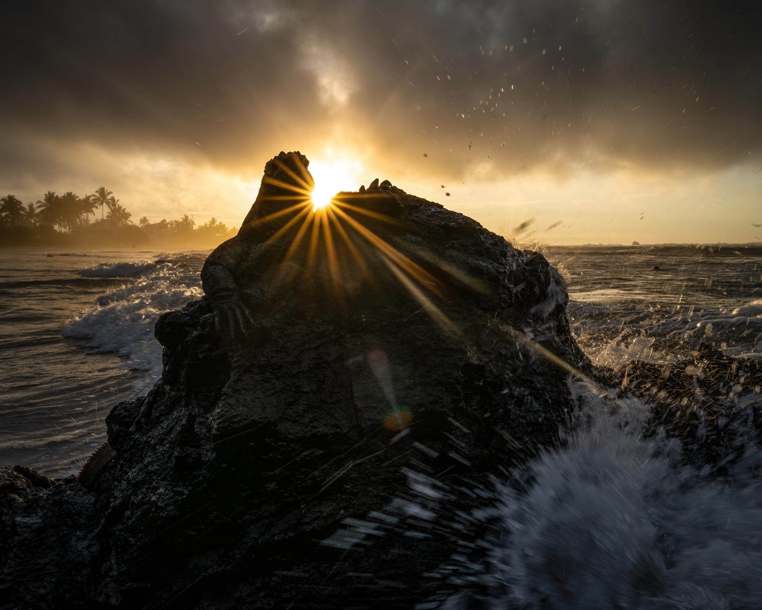 March 2026 Advanced Winner ( Theme "All Things Black" ) : “Harsh Conditions" by Raphael De Moliner