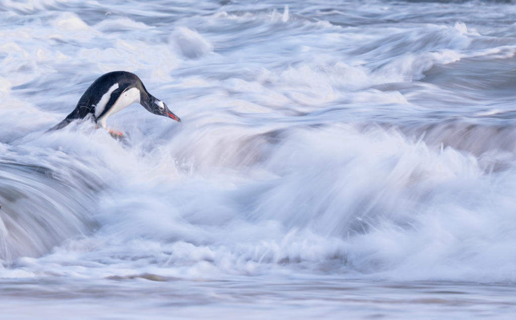 April 2026 Advanced Winner ( Theme "Water and Wildlife" ) : “Gentoo Penguin in Surf" by Jacqueline Burke