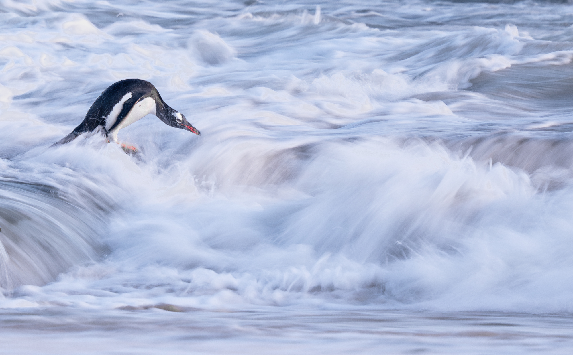 April 2026 Advanced Winner ( Theme "Water and Wildlife" ) : “Gentoo Penguin in Surf" by Jacqueline Burke