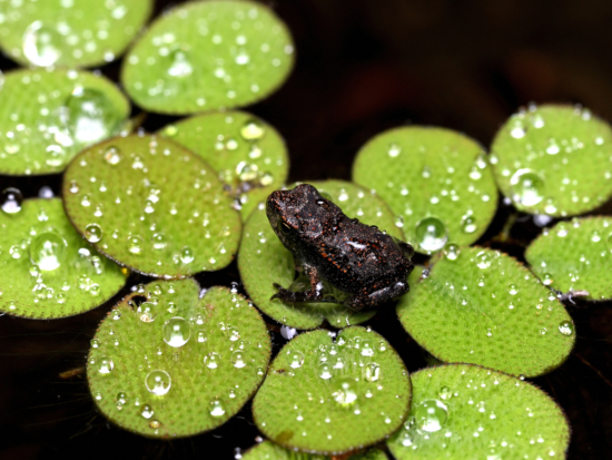 April 2026 Beginner Winner ( Theme "Water and Wildlife" ) : “Raindrops" by Liam Tomko-Watterworth