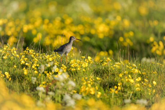 May 2026 Beginner Winner ( Theme "Flora and Wildlife" ) : “A Walk Among Gold" by Geoffray-Henri Desrousseaux