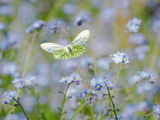 May 2026 Advanced Winner ( Theme "Flora and Wildlife" ) : “Nothing Says Spring Like Forget-Me-Nots" by Sue Earnshaw