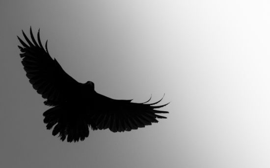 March 2026 Beginner Winner ( Theme "All Things Black" ) : “As The Crow Flies" by Yousef Afridi