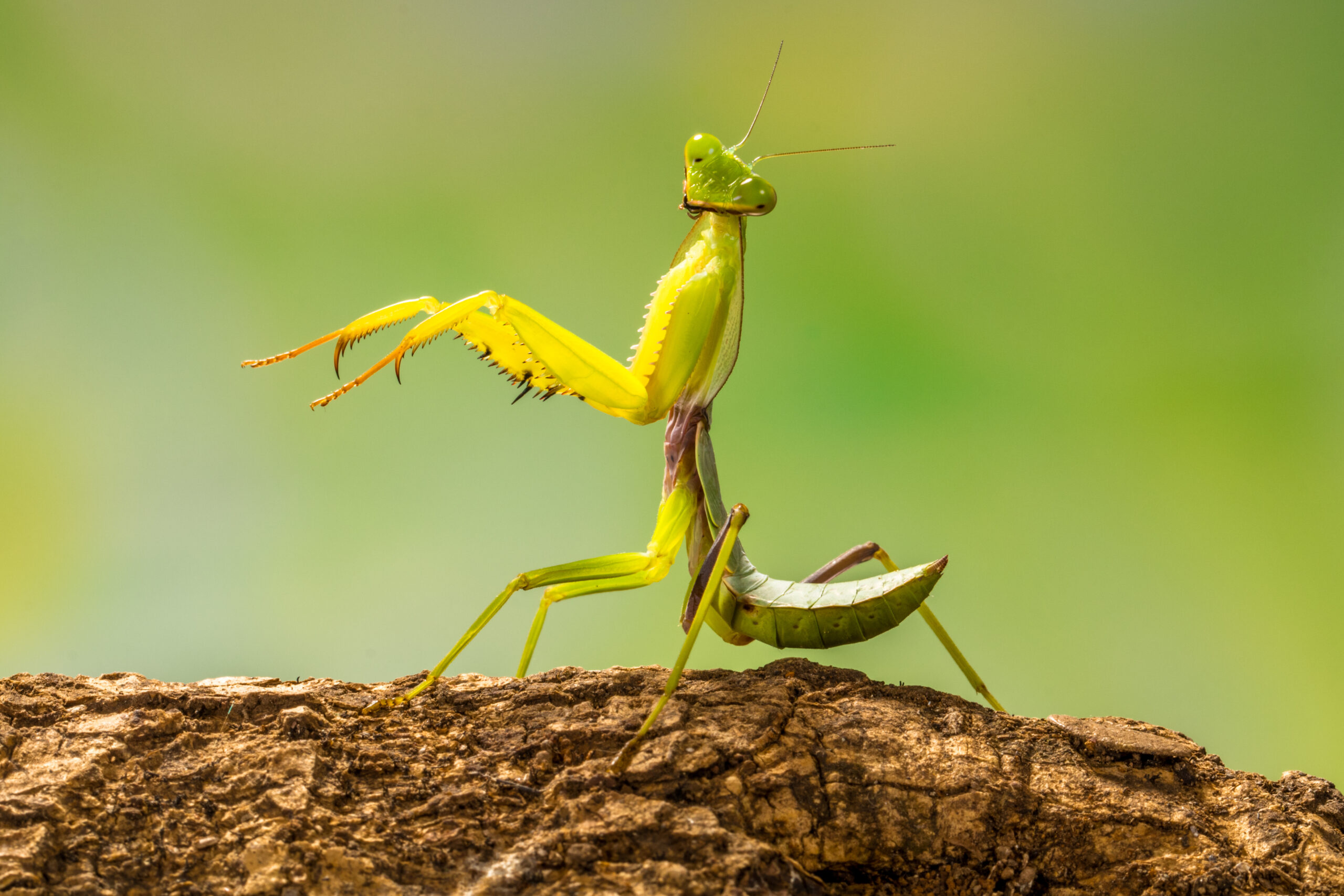 Wildlife Portrait Example