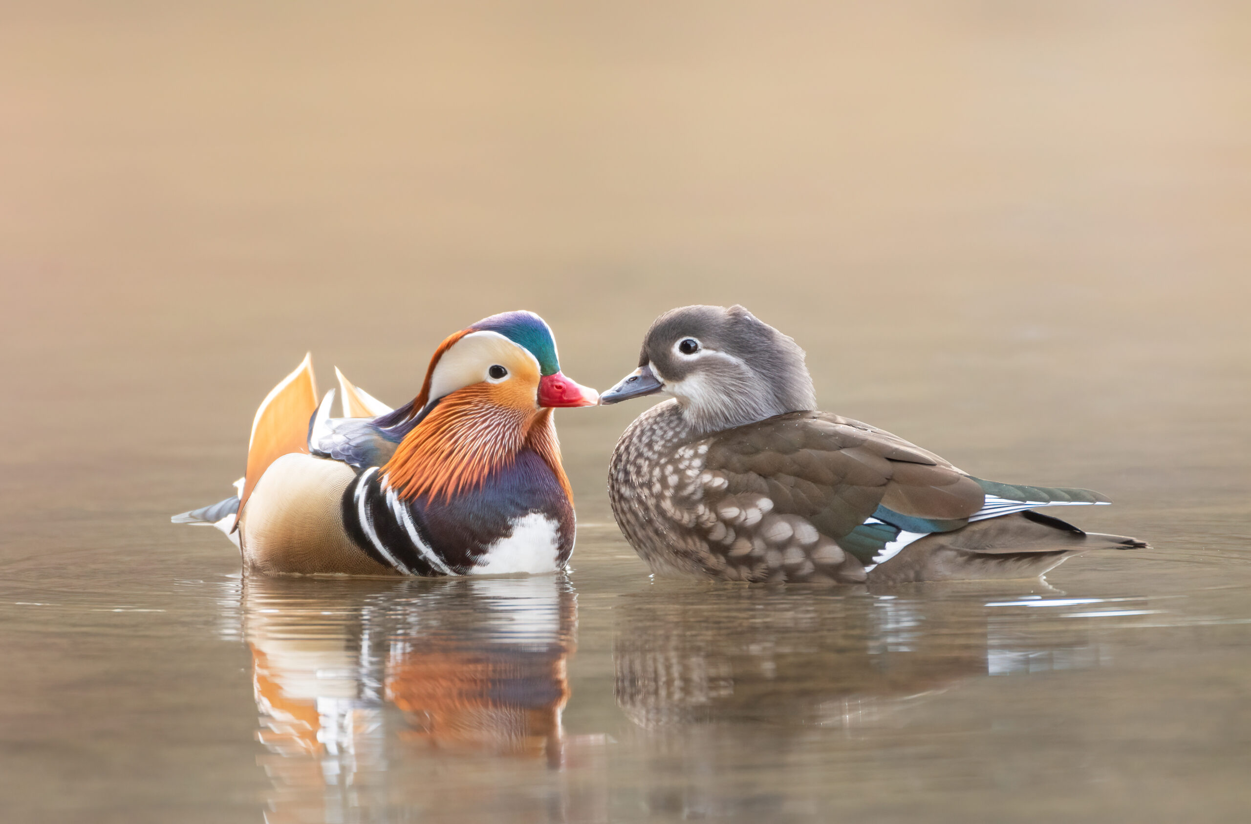 Wildlife Portrait Example