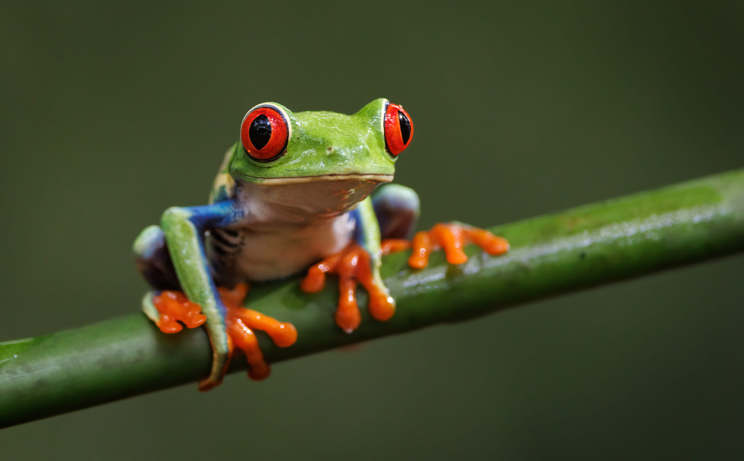 Wildlife Portrait Example