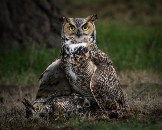 Spring 2026 Wildlife Photography Contest 1st Place Winner ( Theme "Bird Behavior" ) : "Killer of Killers by Gabriel Watson