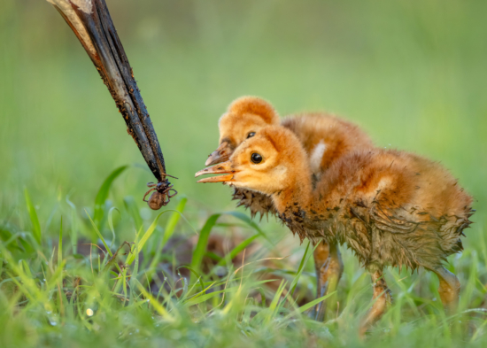 Spring 2026 Wildlife Photography Contest 3rd Place Winner ( Theme "Bird Behavior" ) : Crawly Comfort Meal by Jenna Stirling