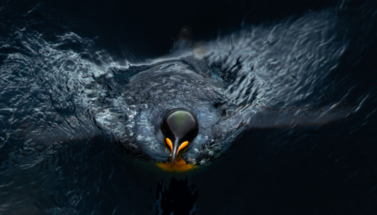 Spring 2026 Wildlife Photography Contest 2nd Place Winner ( Theme "Bird Behavior" ) : "King Penguin Surfacing by Richard John Arculus