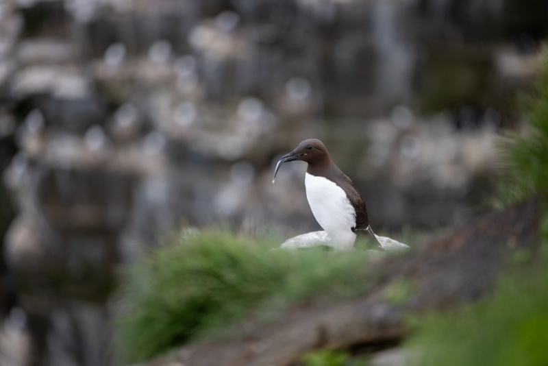 _8. Common Murre - fish in mouth - _R__1384