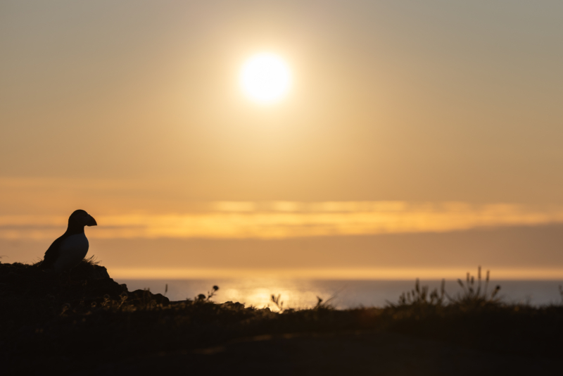 _19. Atlantic Puffin - silhouette - against water - part 2 - _R__8671