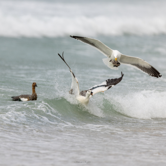 Kelp gull - with upland goose chick - _SR_7455