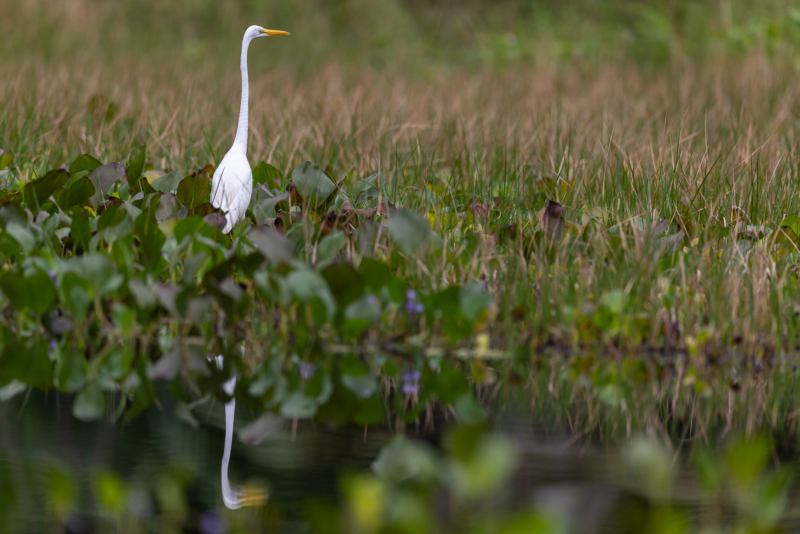 H6. Great egret - water reflection - environmental - _R__1866