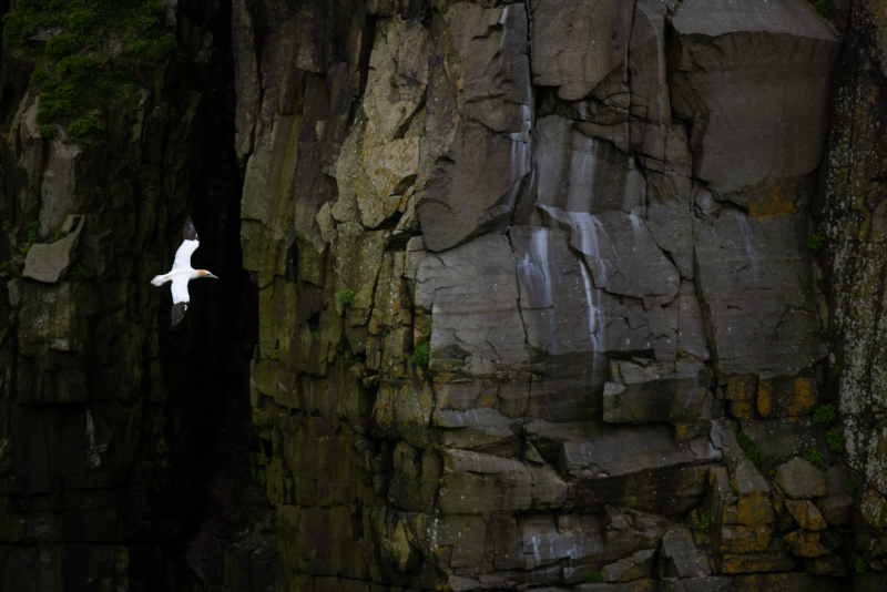 _4. Northern Gannet - environmental - _R__0783