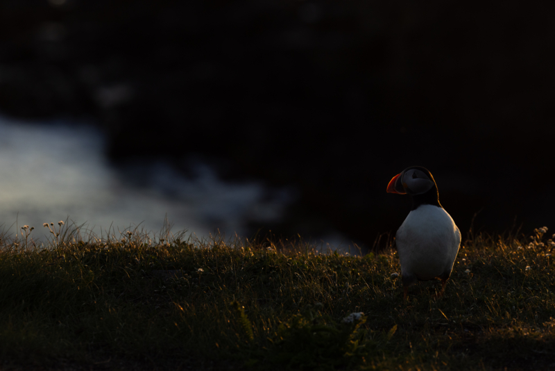 _17. Atlantic Puffin - side light - _R__8382
