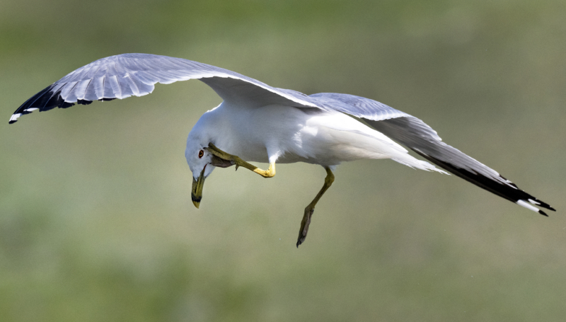Gull scratch 10 26-06-08 TEST