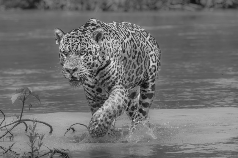 jaguar leaving the river