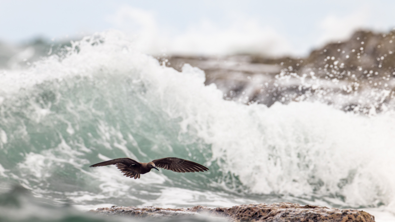H4. Brown noddy - _R__4852