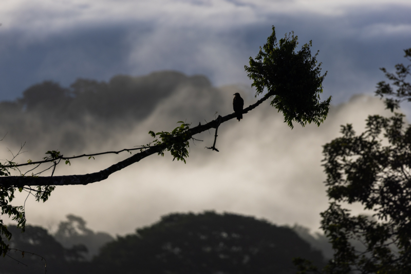 H2. Snail kite - morning mist - environmental - _SR_6081