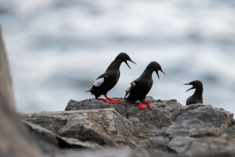 _23. Black Guillemots -squabble - _SR_8344