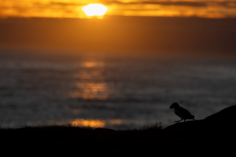 _16. Atlantic Puffin - silhouette - against water - walking - _R__8306
