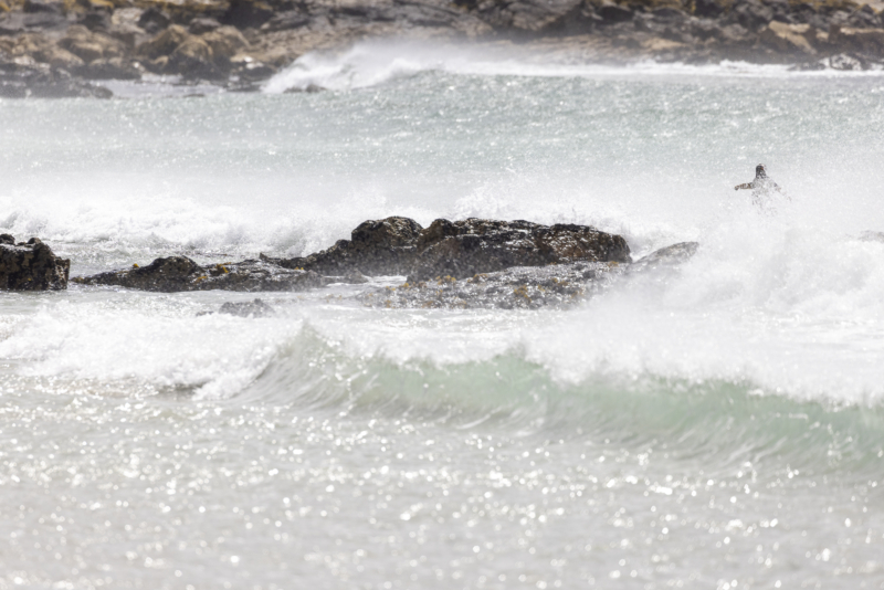 Gentoo penguin - standing behind strong waves - _R__2931
