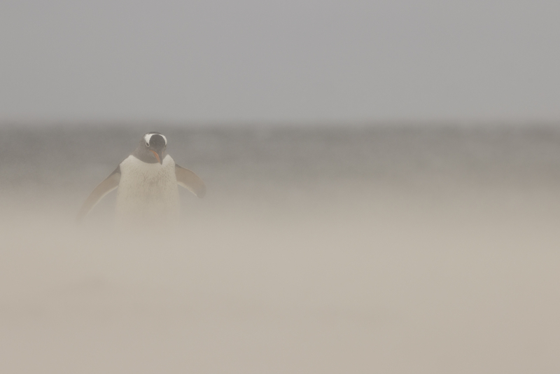 Gentoo penguin - walking in strong sand winds - _SR_1476