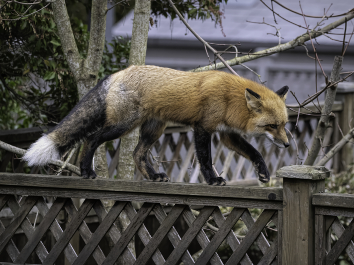 Red Fox strolling our fence
