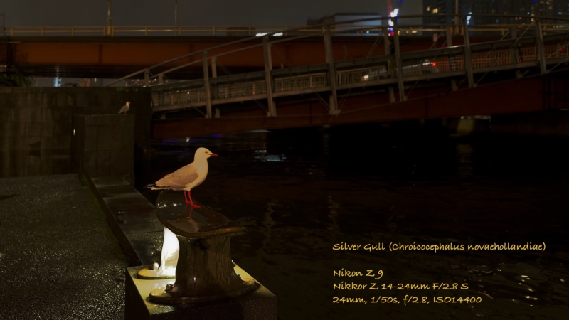 Z9P_0161_Silver_Gull-1