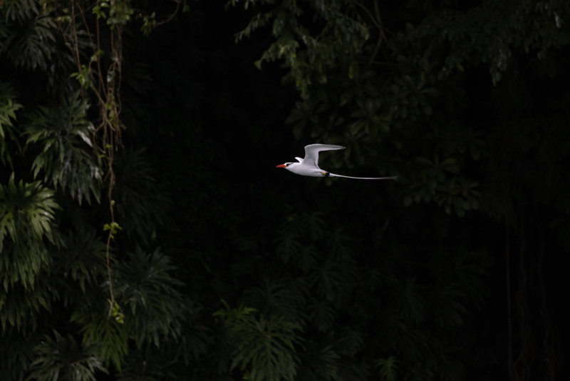 H3. Red-billed tropicbird - in flight - part 2 - _SR_5550