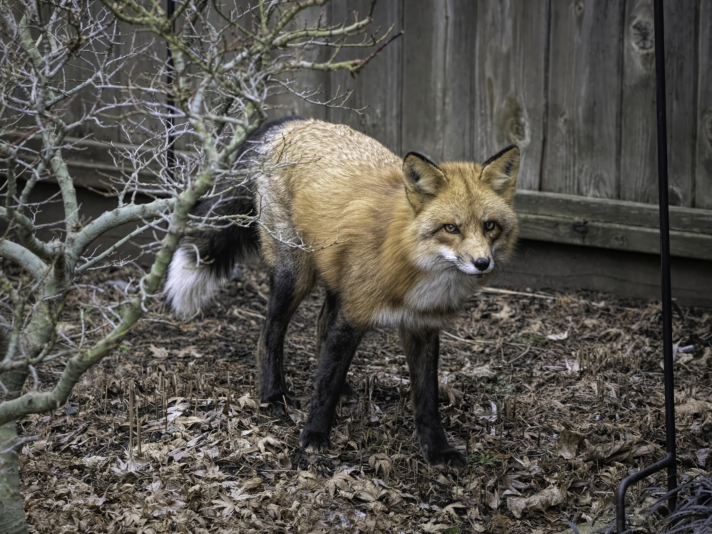 Red Fox