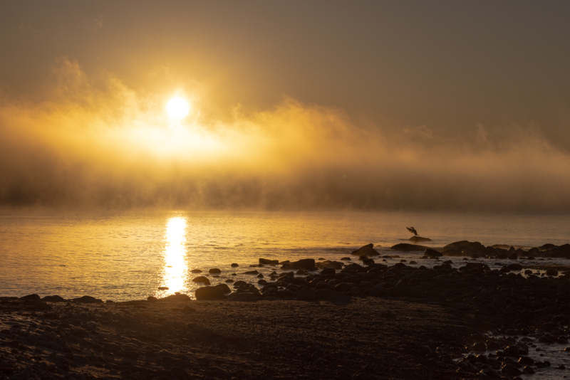 _1. Cormorant - praying to The Sun - 1 - _SR_8175