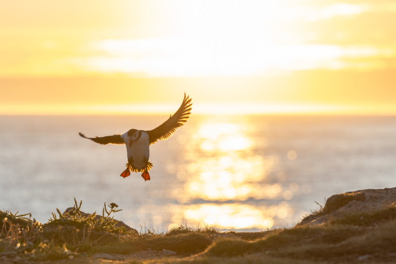 _18. Atlantic Puffin - landing - wings stretched - _R__8406