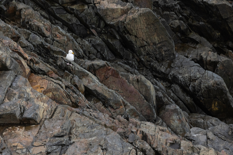_12. Gull - on black-sided cliff - _R__7494