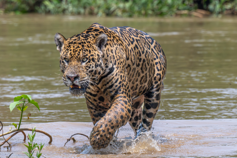 jaguar stepping out of the river intense stare - eve level 3