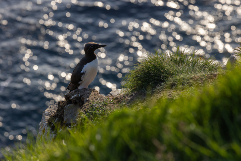 _6. Common Murre - backlit - water behind - _R__0108