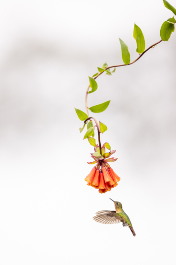 H5. Buff-tailed coronet - mountain mist - _SR_4345