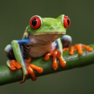 Group logo of Macro Photography
