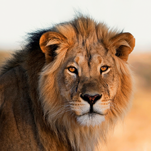Group logo of African Wildlife