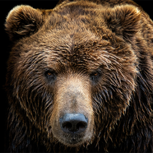 Group logo of America's Wildlife
