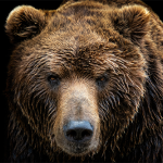 Group logo of America's Wildlife